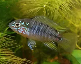 Borelli's dwarf cichlid
